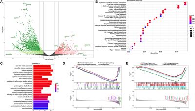 Comprehensive Gene Expression Analysis in NMIBC Using RNA-seq Reveals New Therapy Strategies